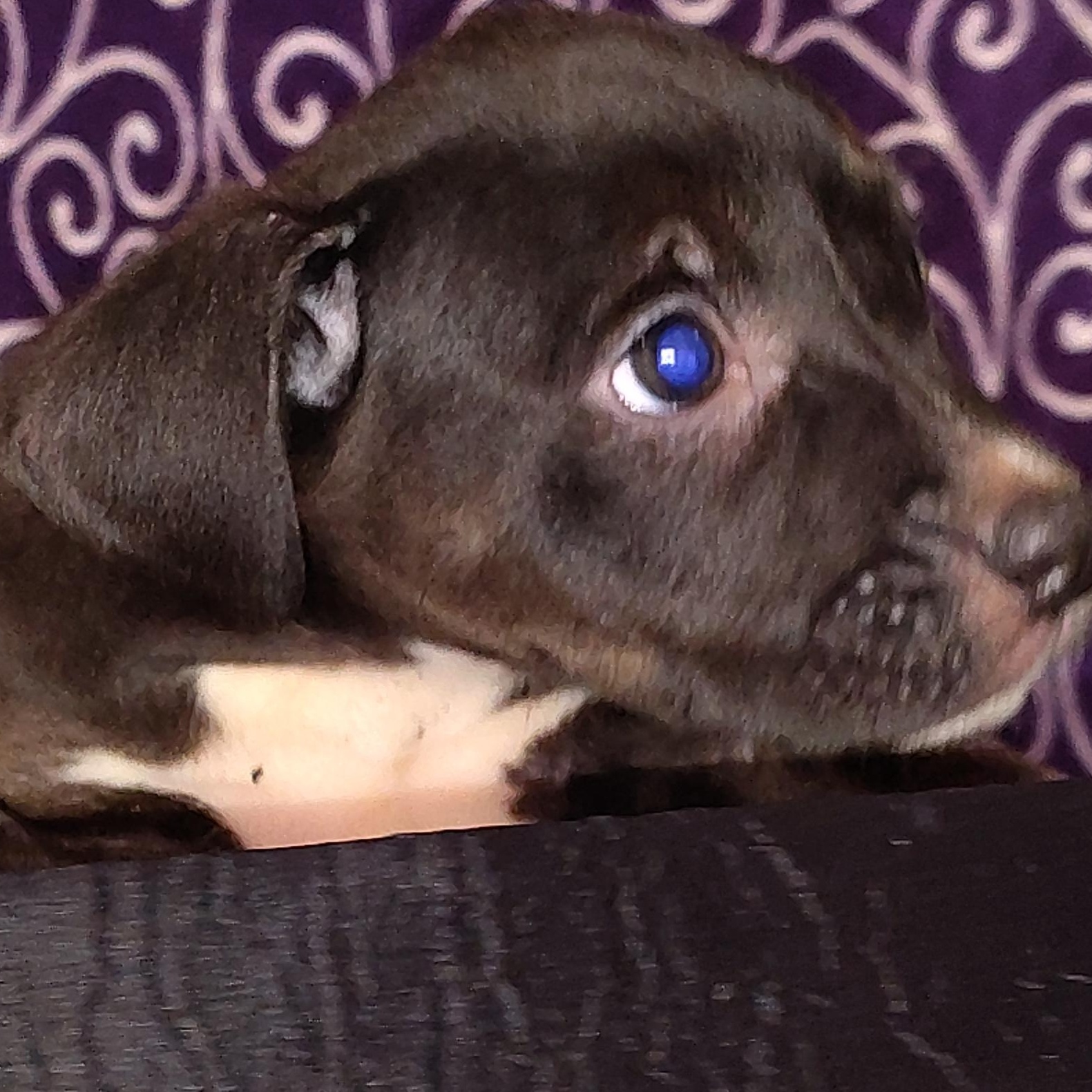 Ezzie , an adopted mixed breed in Charlotte, NC image 2/5