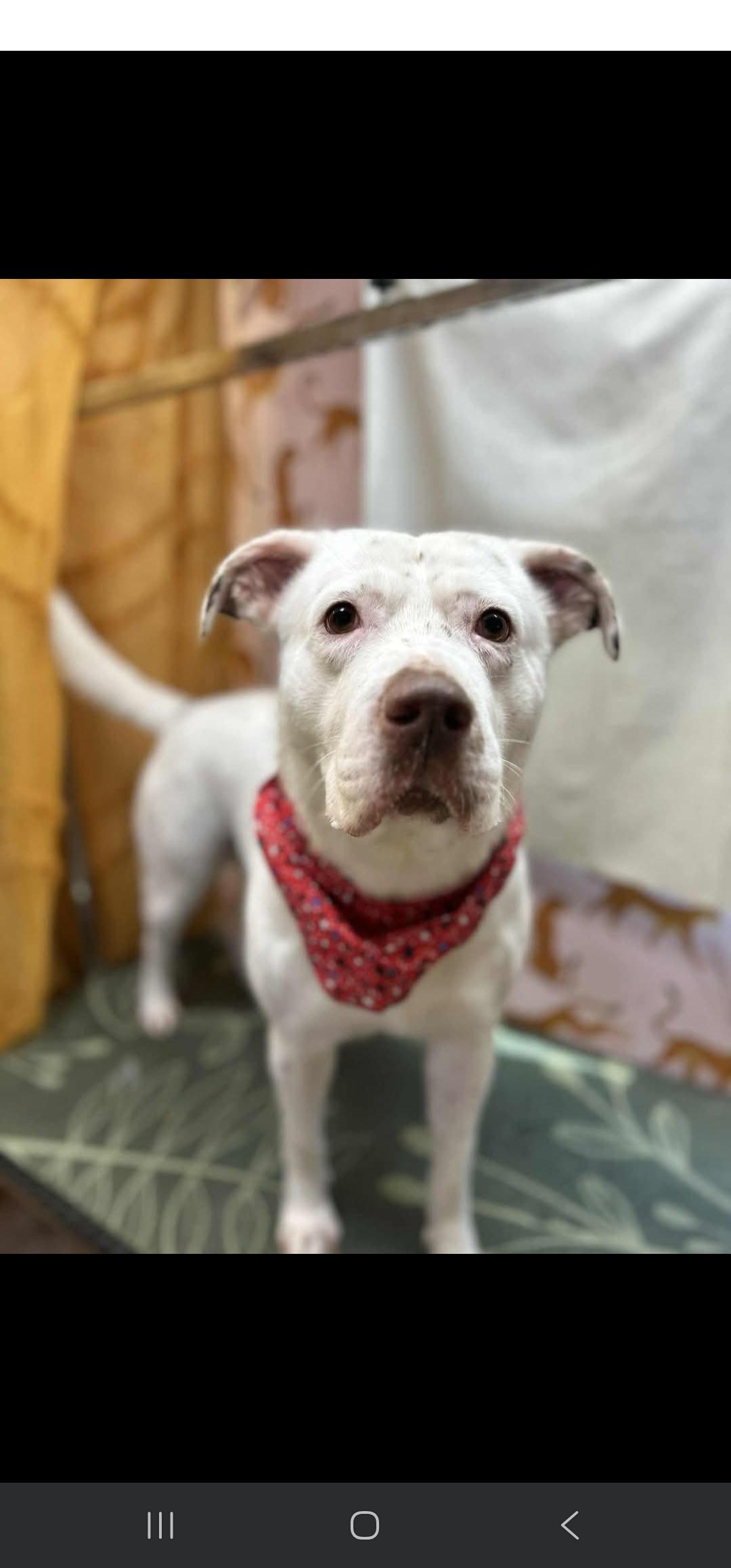 Saint, an adoptable Spaniel, Labrador Retriever in Rocky Mount, NC, 27804 | Photo Image 1