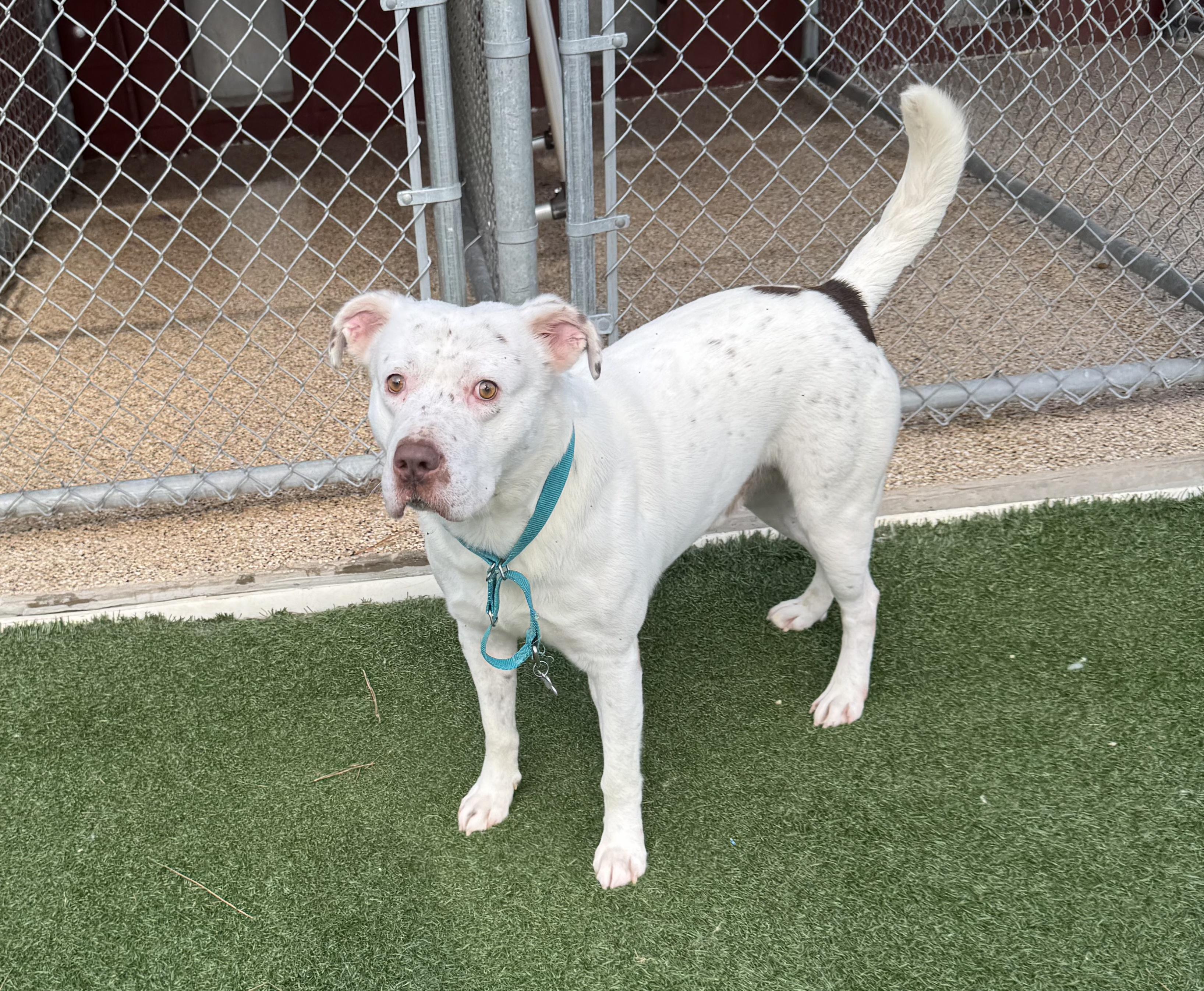 Enlarge Saint, a Adoptable mixed breed in Rocky Mount, NC image 2/3