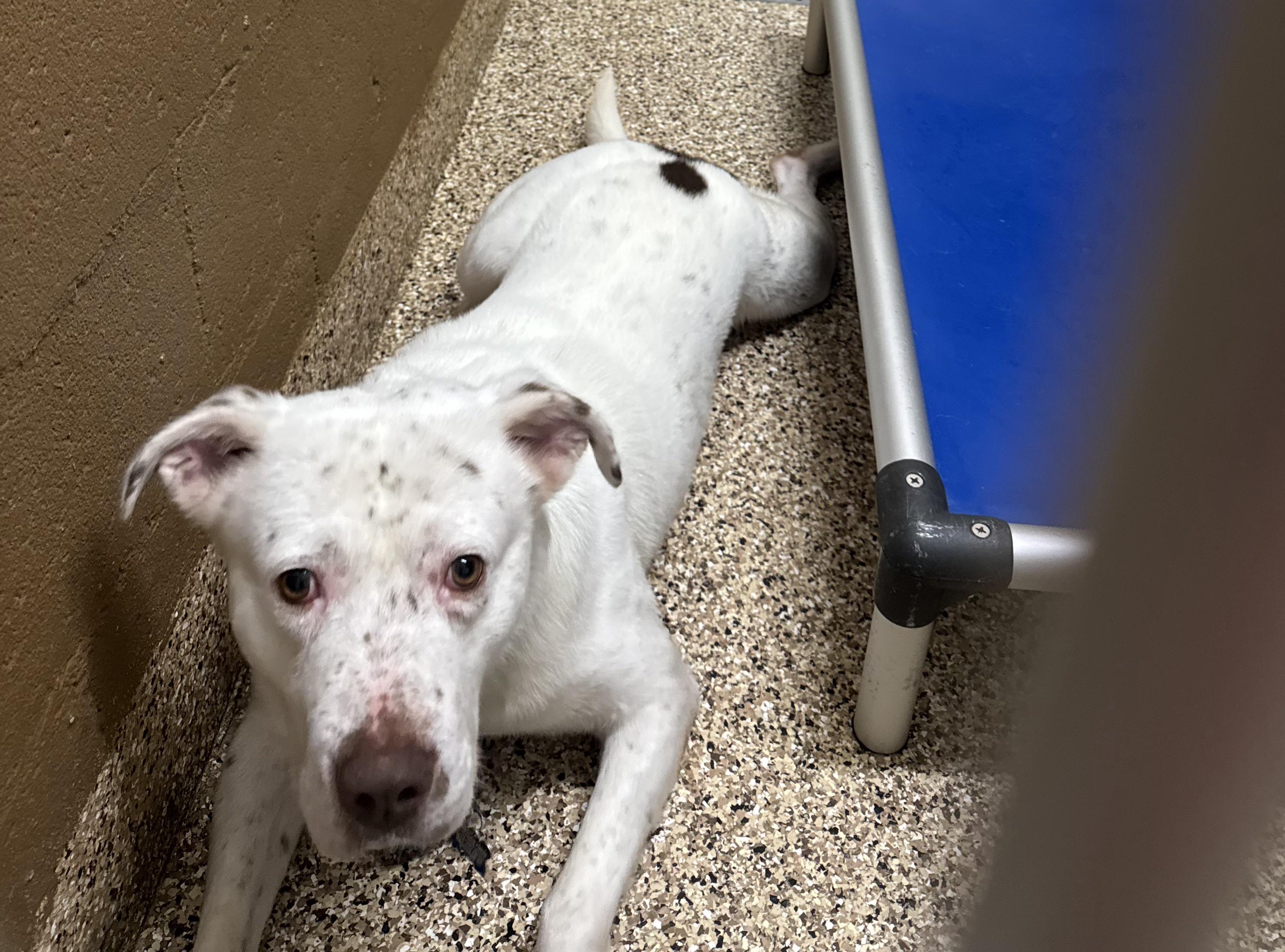 Enlarge Saint, a Adoptable mixed breed in Rocky Mount, NC image 3/3