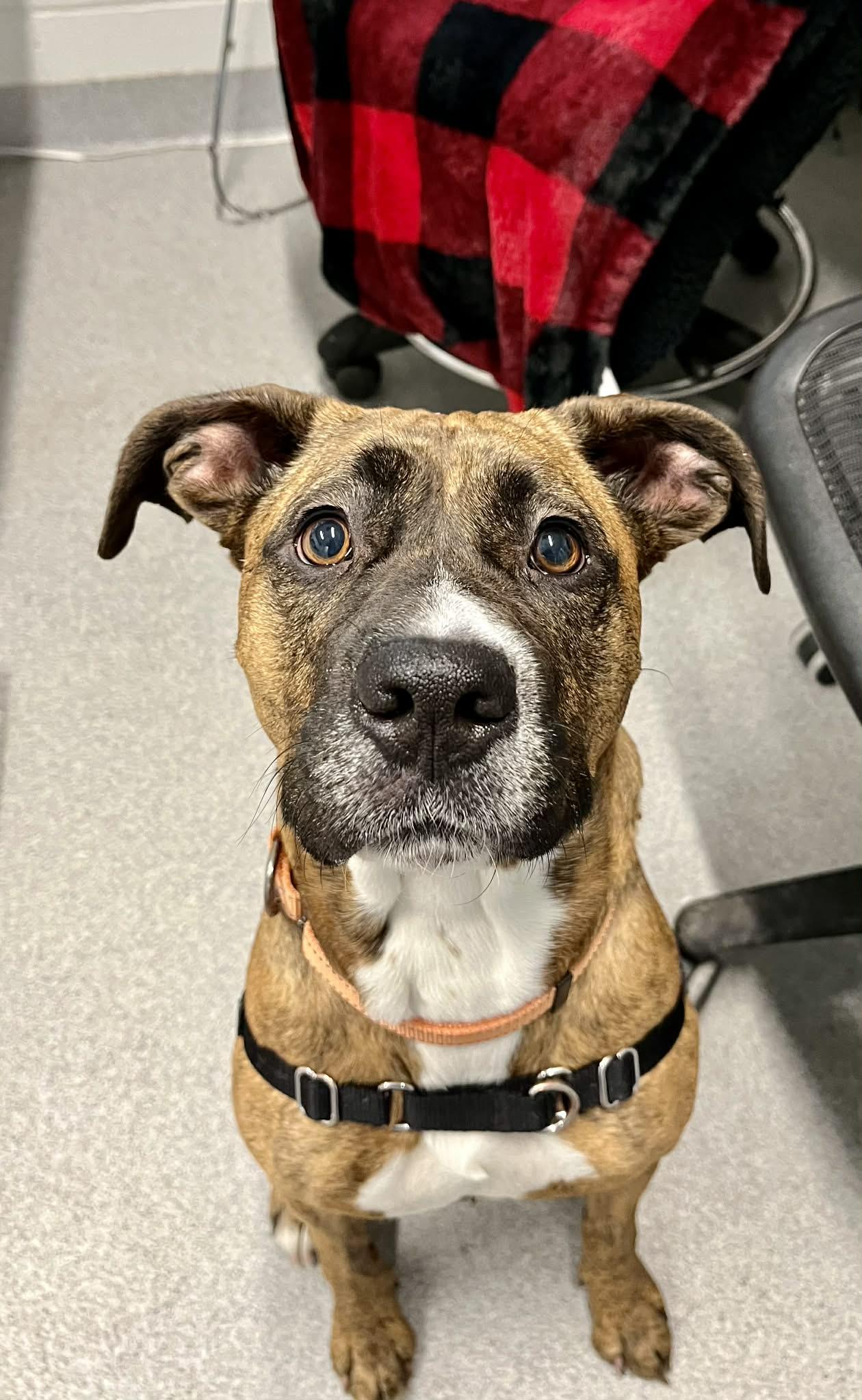 Enlarge Bella , a ADOPTABLE Mixed Breed in Moundsville, WV image 1/1