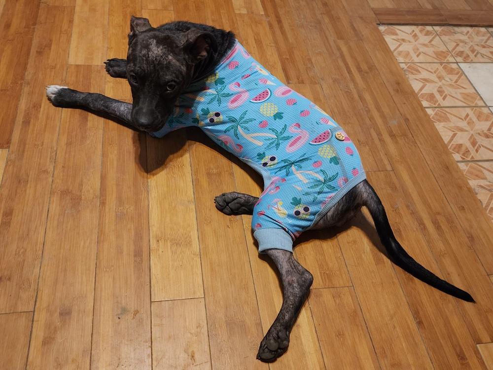 Frankie, Adoptable, Young Female Mixed Breed.