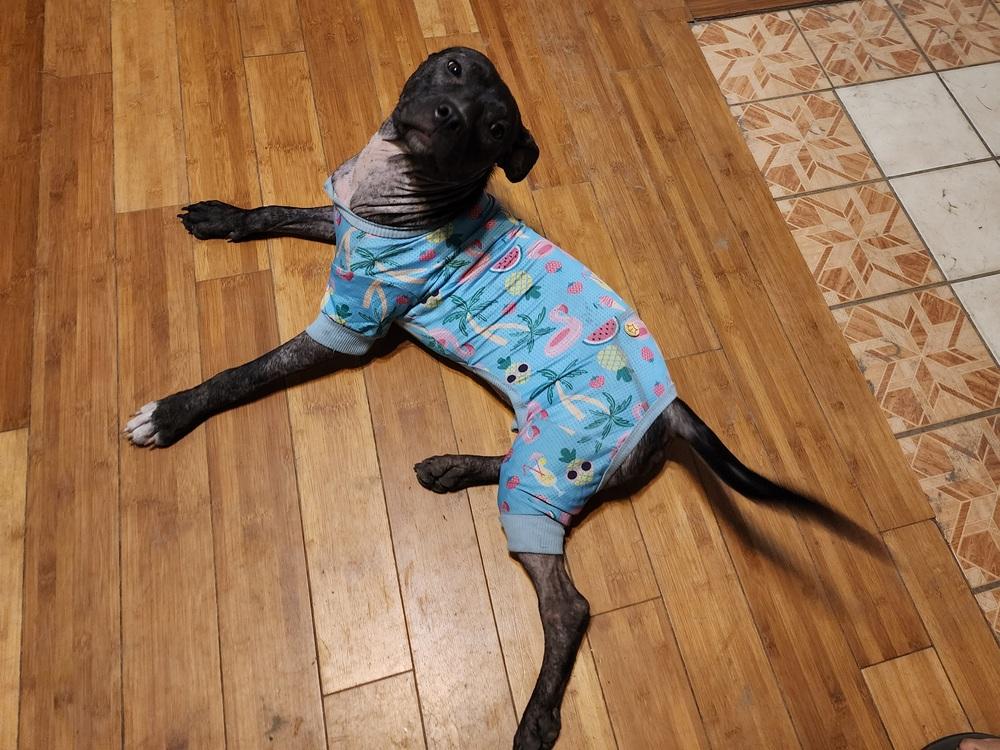 Frankie, a Adoptable mixed breed in Ocala, FL image 2/6