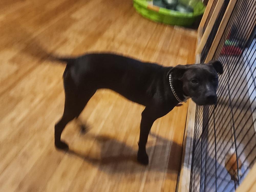 Frankie, a Adoptable mixed breed in Ocala, FL image 3/6