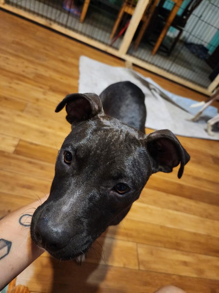 Frankie, a Adoptable mixed breed in Ocala, FL image 4/6