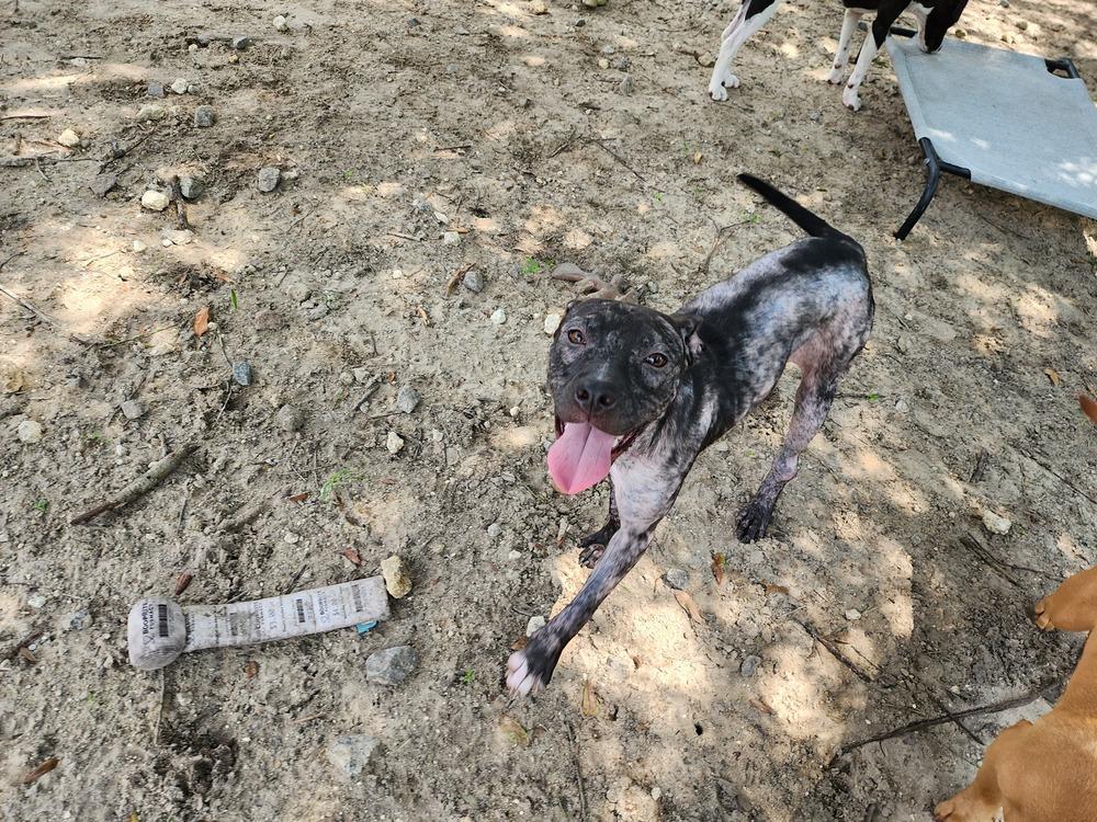 Frankie, a Adoptable mixed breed in Ocala, FL image 5/6