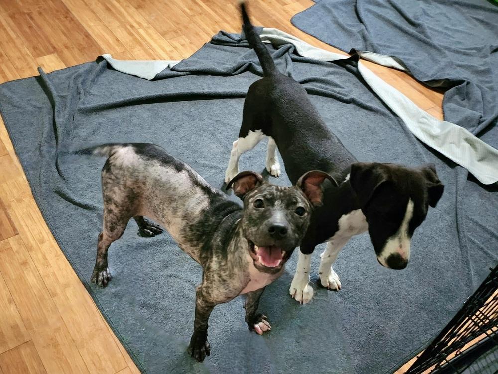Frankie, Adoptable, Young Female Mixed Breed.
