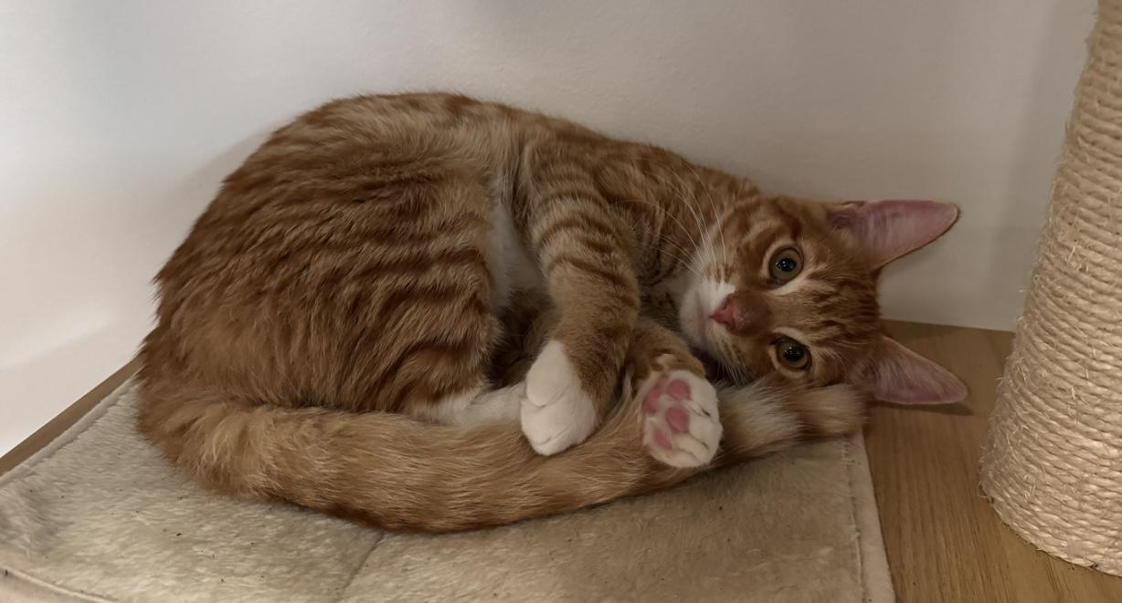 Ozzy (bonded to Maple)