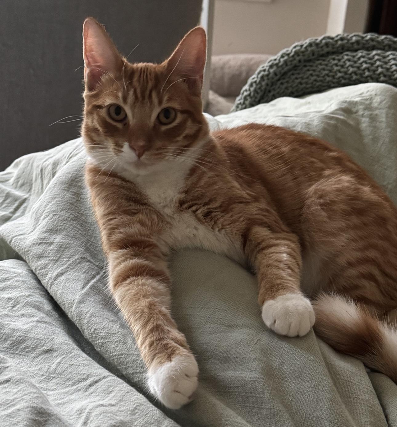 Ozzy (bonded to Maple)