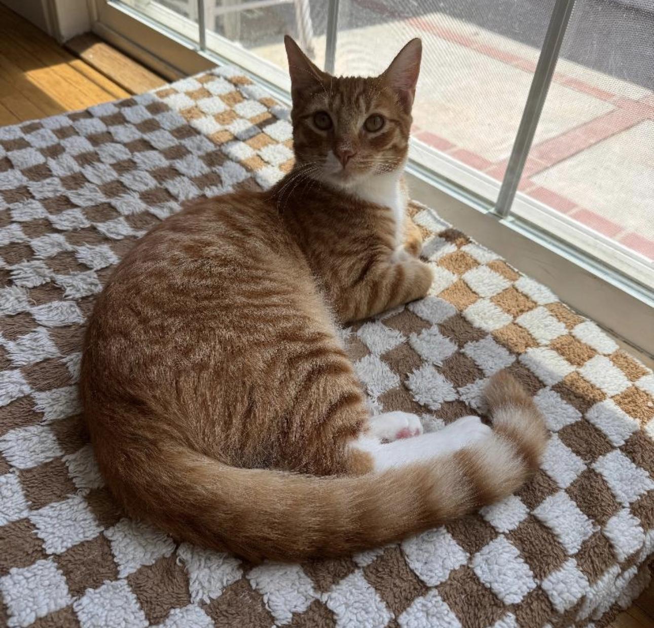 Ozzy (bonded to Maple)