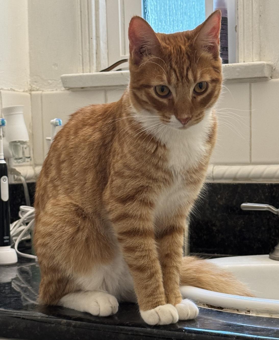 Ozzy (bonded to Maple) — thumbnail 4