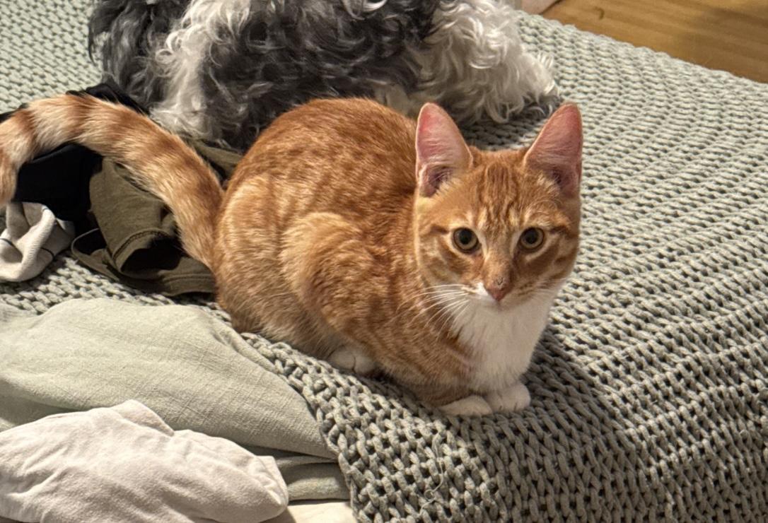 Ozzy (bonded to Maple), Young Male Domestic Short Hair