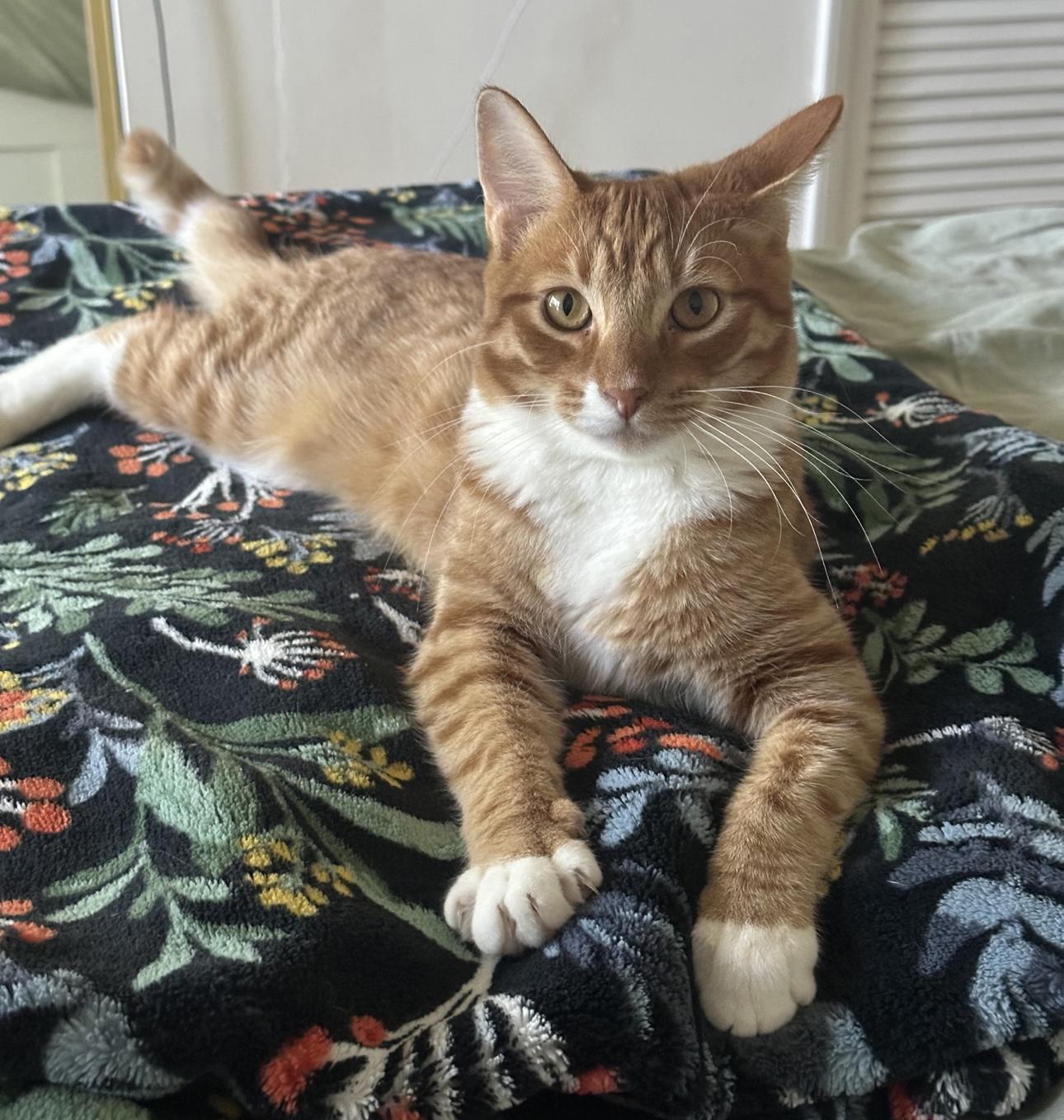 Ozzy (bonded to Maple)