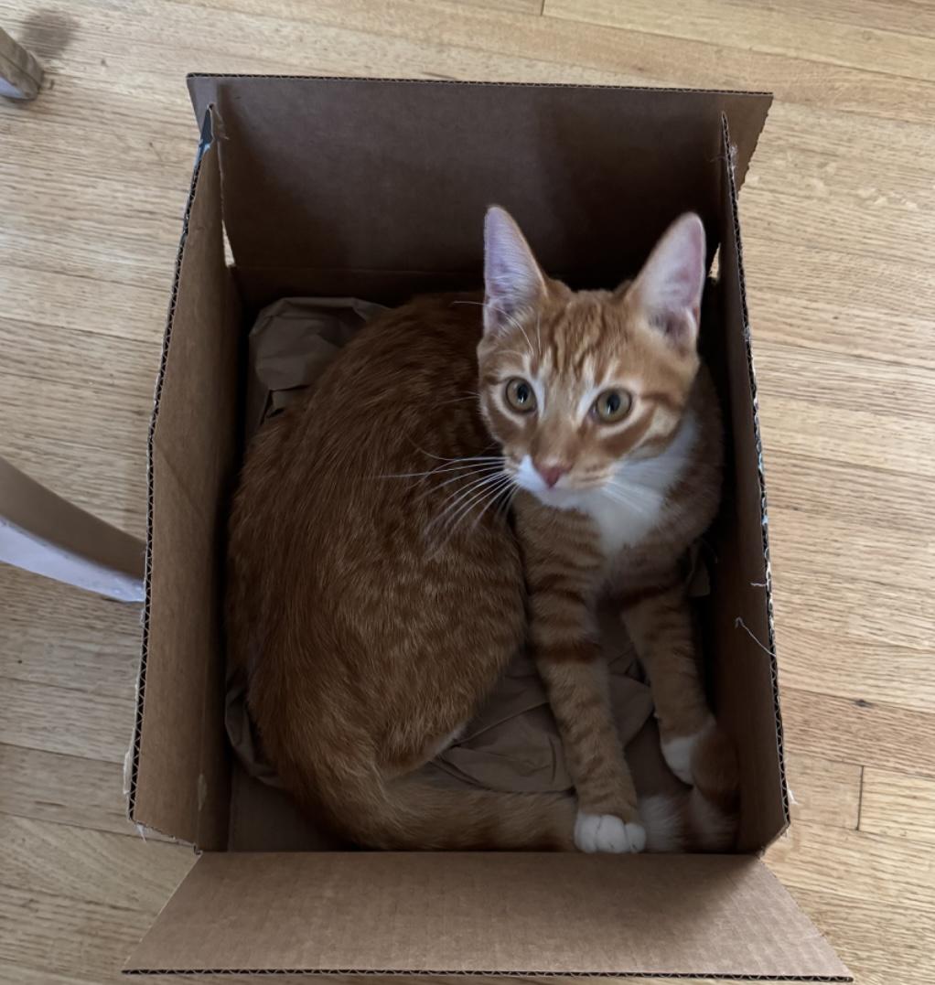 Ozzy (bonded to Maple)