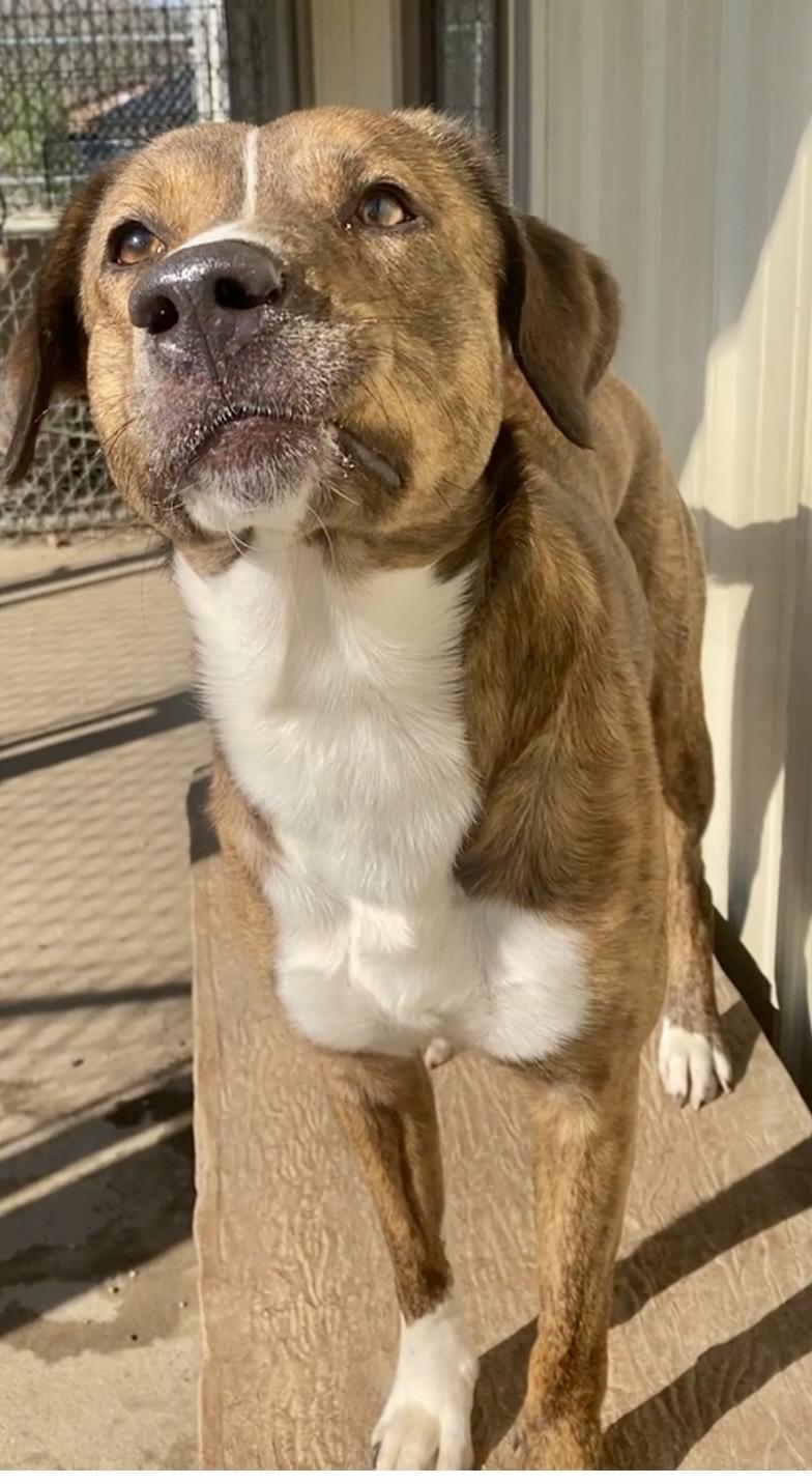 Enlarge Pete, an adopted mixed breed in Pomeroy, OH image 4/5