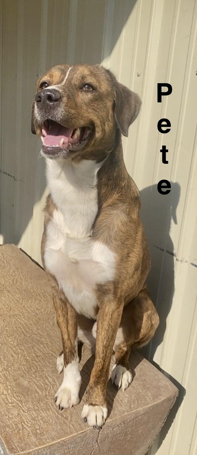 Pete, adopted, Young Male Mountain Cur & Mixed Breed.