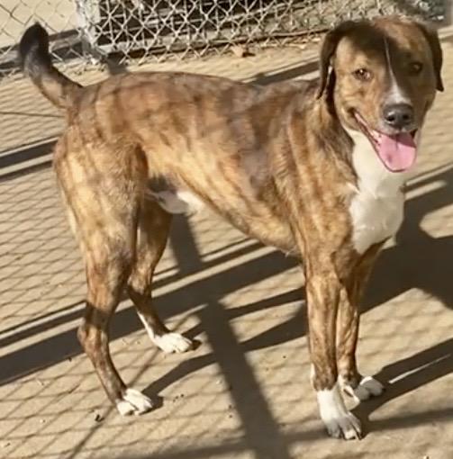 Enlarge Pete, an adopted mixed breed in Pomeroy, OH image 5/5