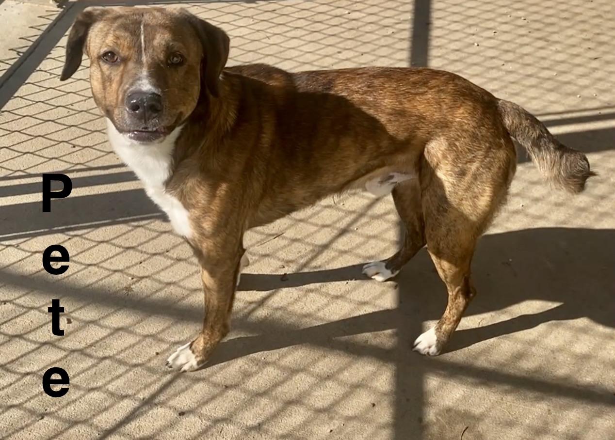Enlarge Pete, an adopted mixed breed in Pomeroy, OH image 2/5