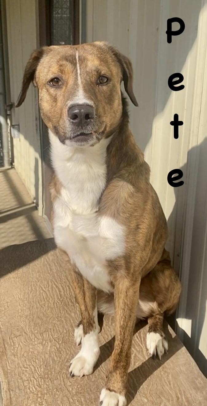 Enlarge Pete, an adopted mixed breed in Pomeroy, OH image 3/5