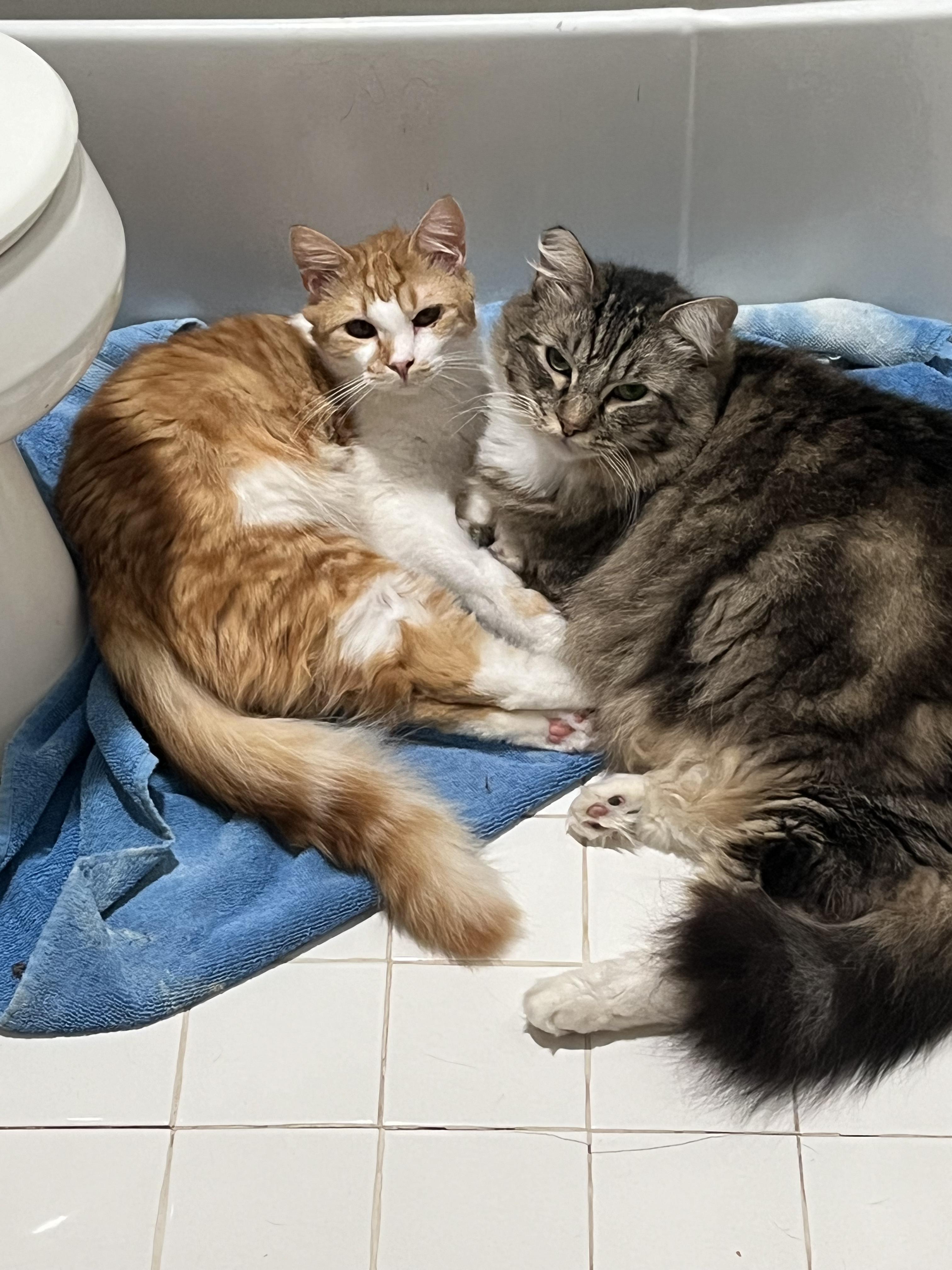 Enlarge Canelo, a Adoptable Tabby in Stockton, CA image 5/6