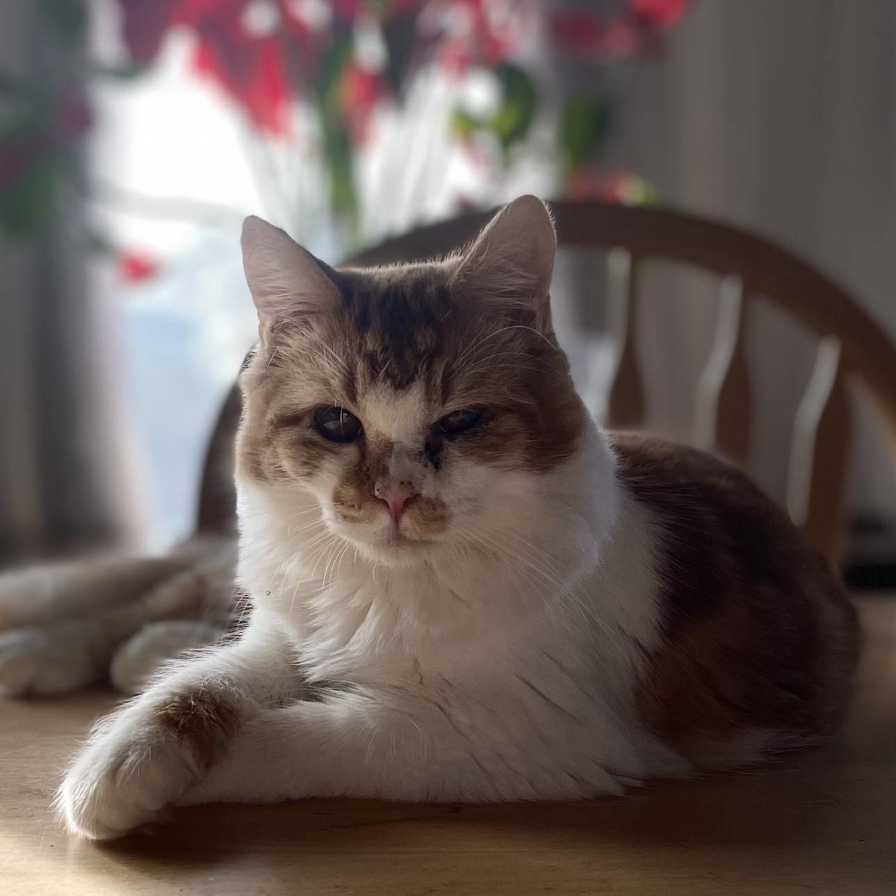 Canelo, Young Male Tabby