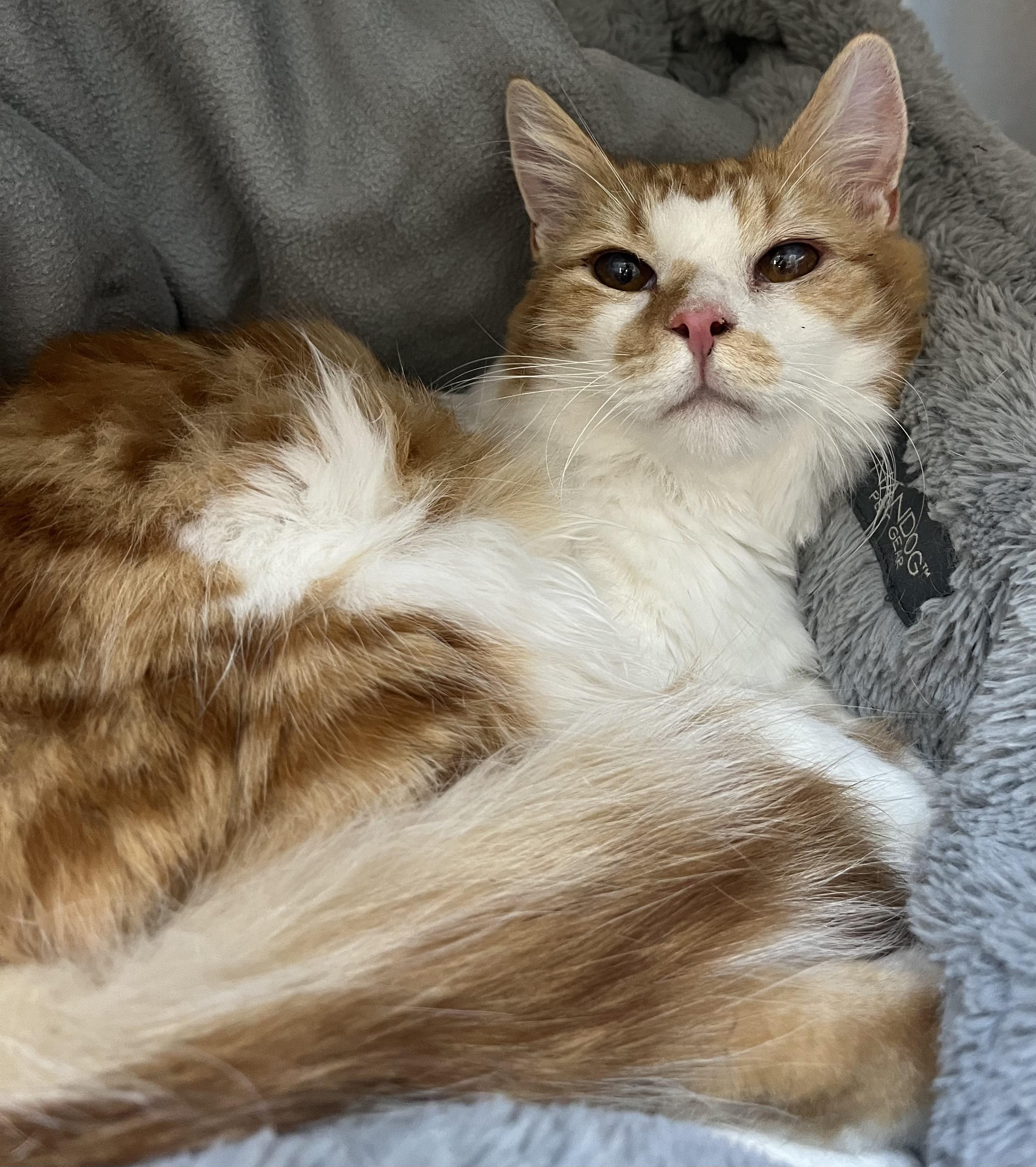 Enlarge Canelo, a Adoptable Tabby in Stockton, CA image 3/6