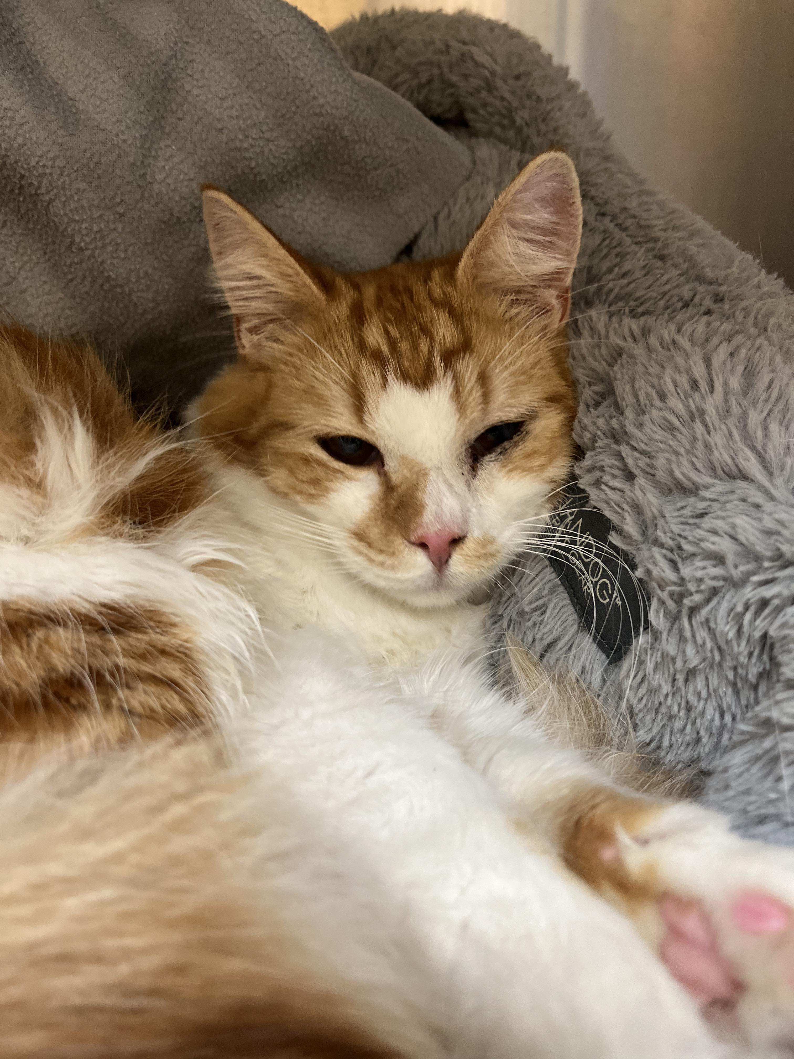 Enlarge Canelo, a Adoptable Tabby in Stockton, CA image 2/6