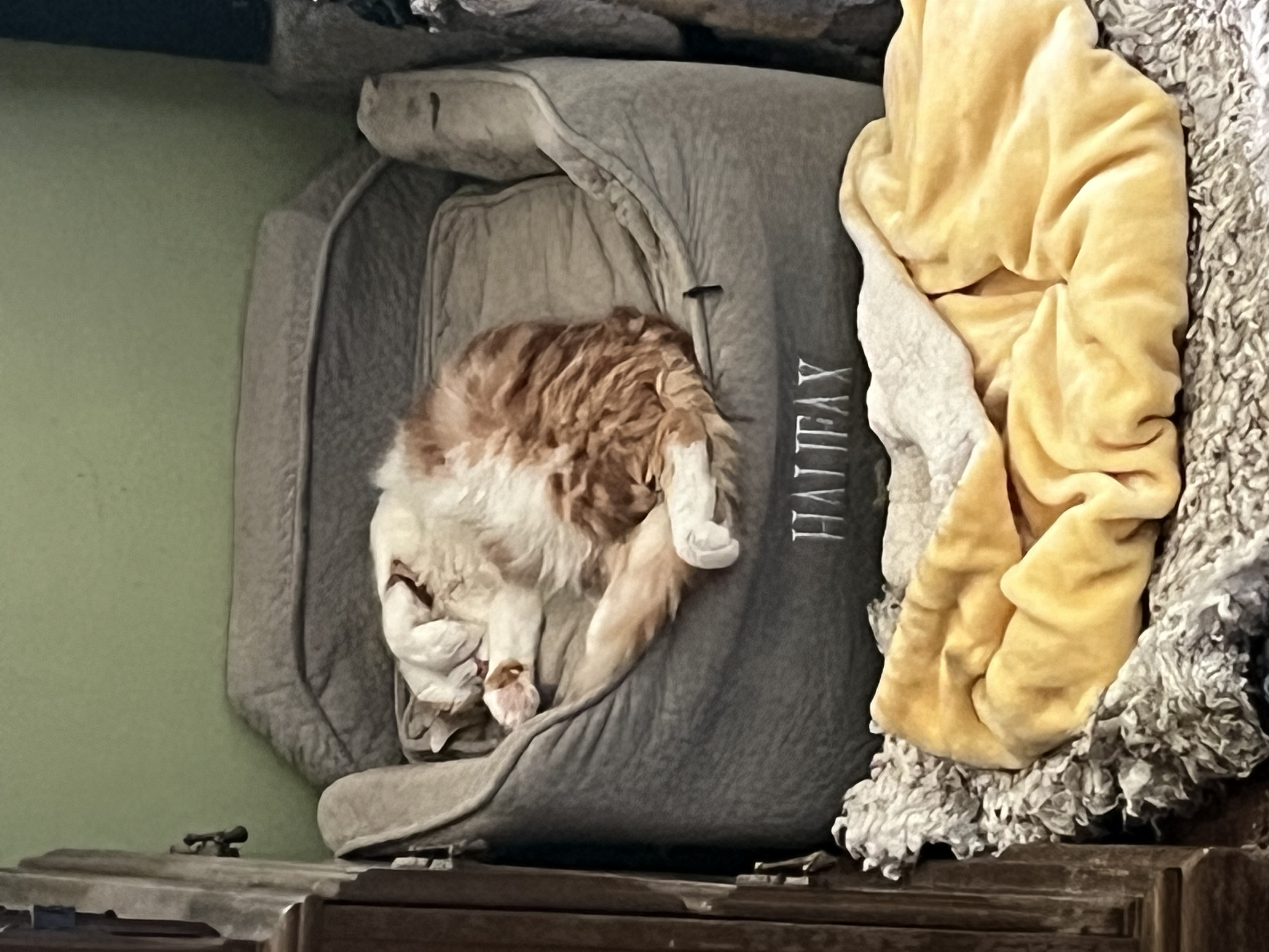 Enlarge Canelo, a Adoptable Tabby in Stockton, CA image 6/6