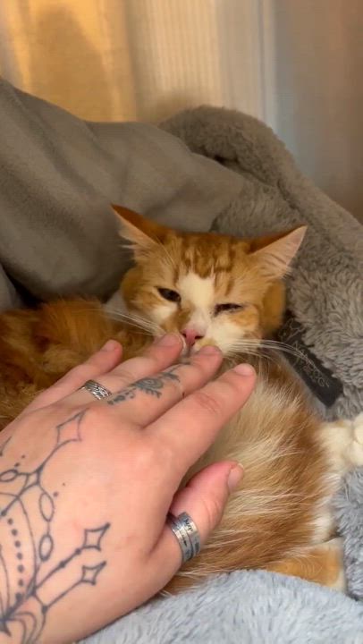 Enlarge Canelo, a Adoptable Tabby in Stockton, CA video 4/6