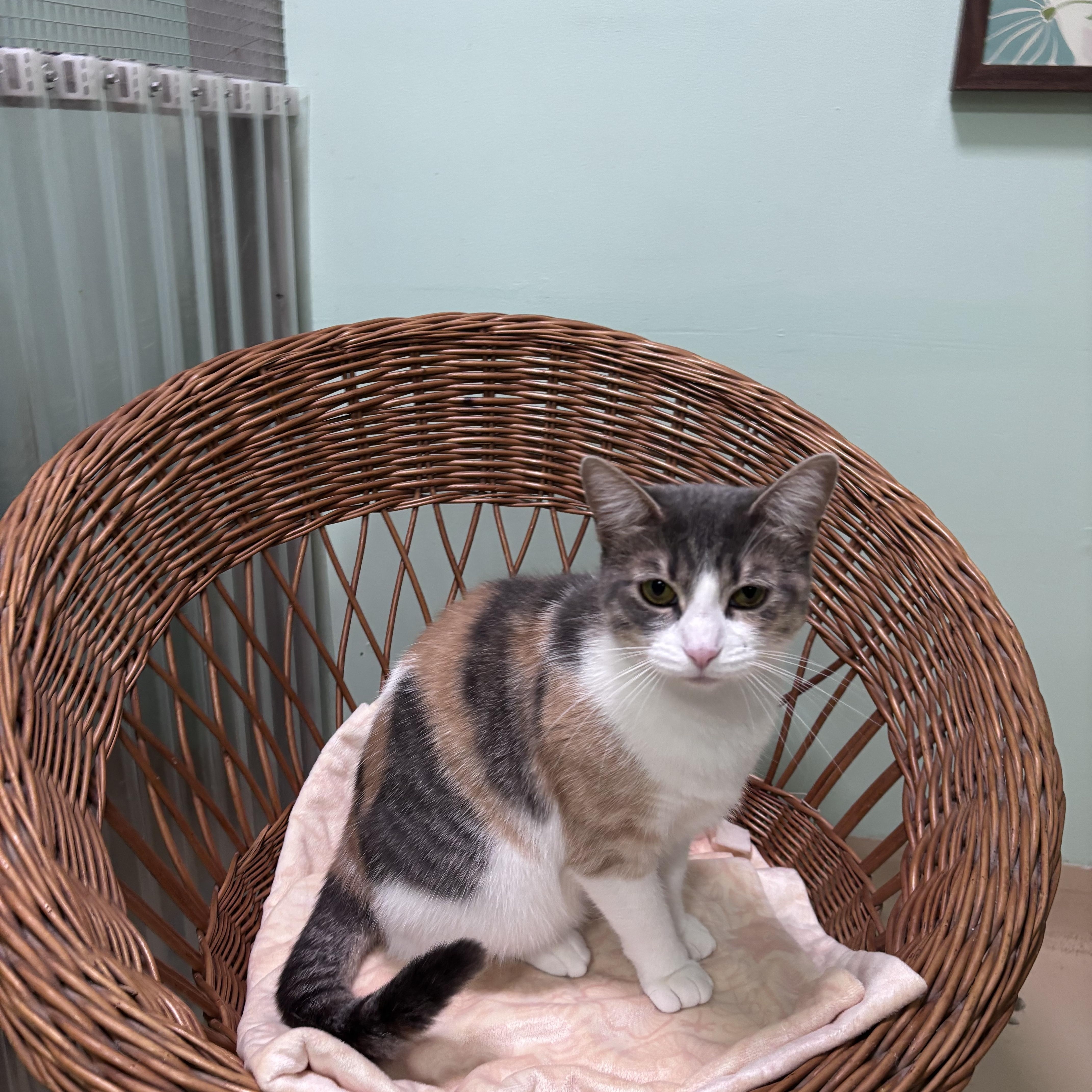 Rose, ADOPTABLE, Young Female Domestic Short Hair.