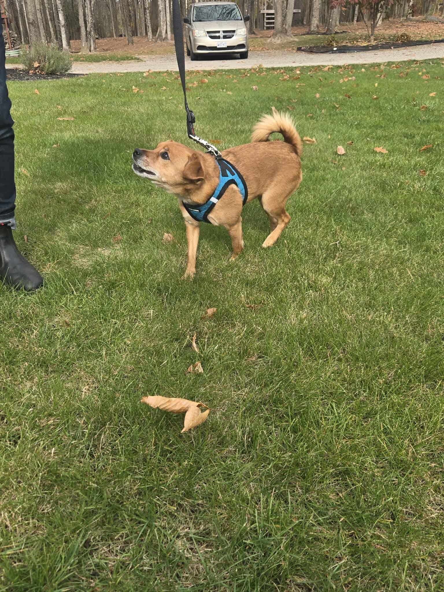 Enlarge Drogo, a Adoptable mixed breed in Woolwich, ME image 2/3