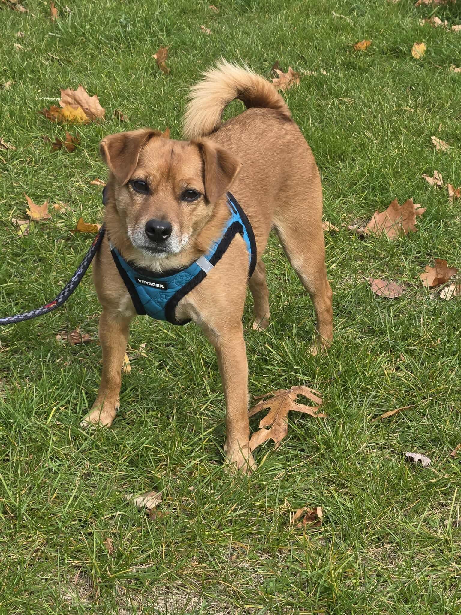 Enlarge Drogo, a Adoptable mixed breed in Woolwich, ME image 3/3