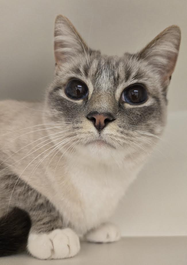 Enlarge Peaches, an adopted mixed breed in Bellingham, WA image 1/3