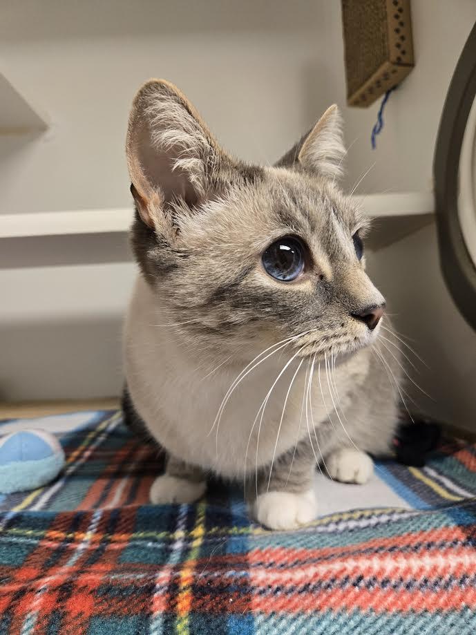 Enlarge Peaches, an adopted mixed breed in Bellingham, WA image 2/3