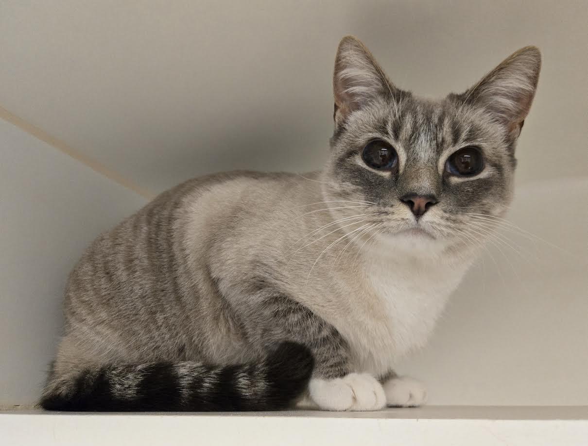 Enlarge Peaches, an adopted mixed breed in Bellingham, WA image 3/3