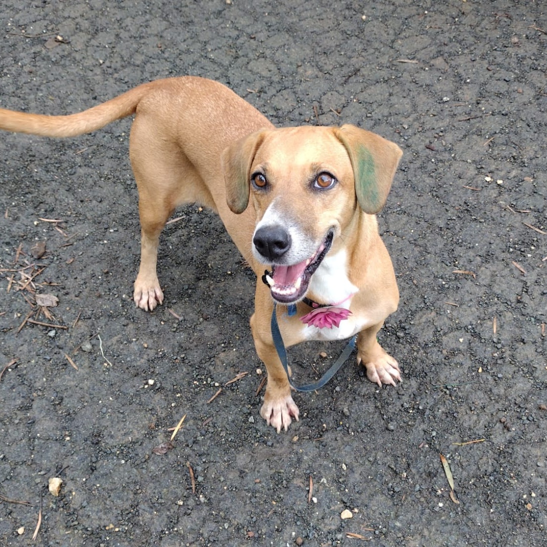 Dog for adoption Lucy, a Basset Hound Mix in Albion, NY Petfinder