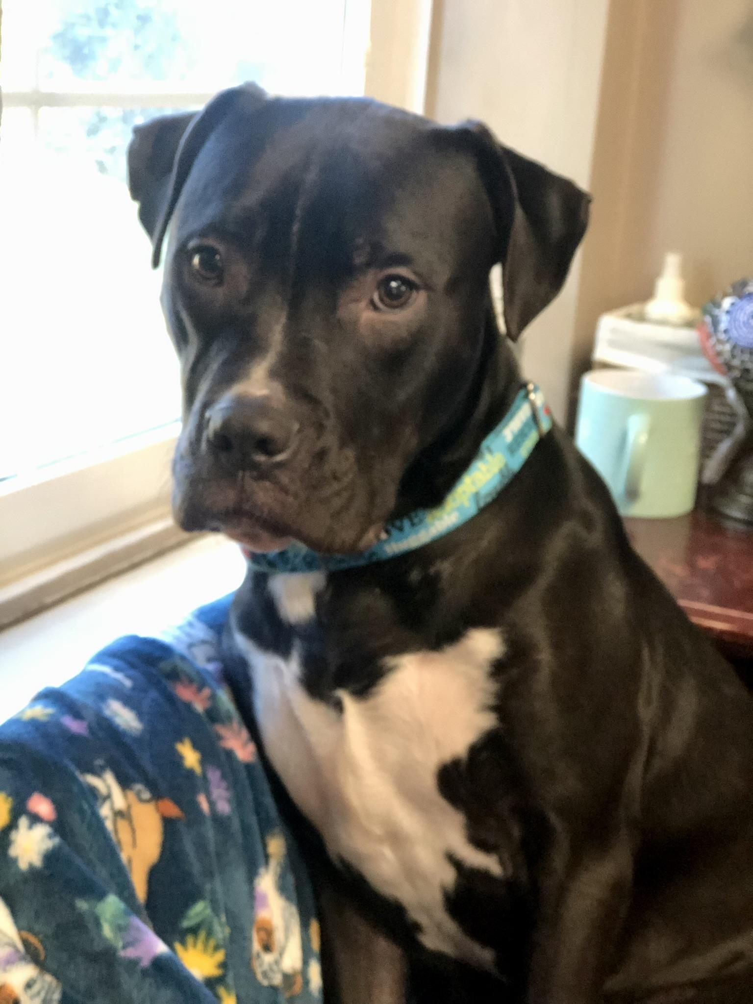 Murphy (in foster), a Adoptable mixed breed in Petersburg, VA image 2/6