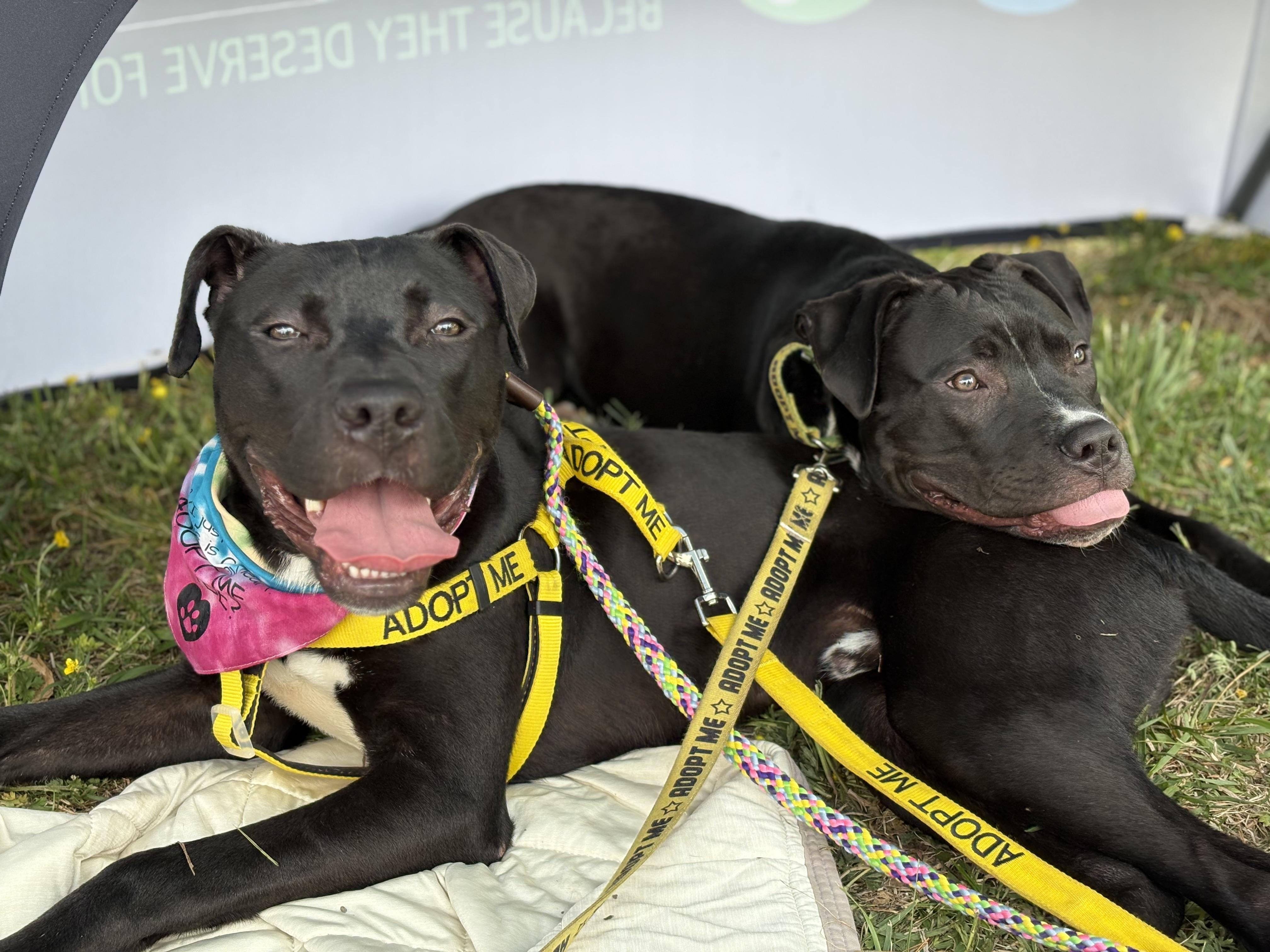 Murphy (in foster), a Adoptable mixed breed in Petersburg, VA image 6/6