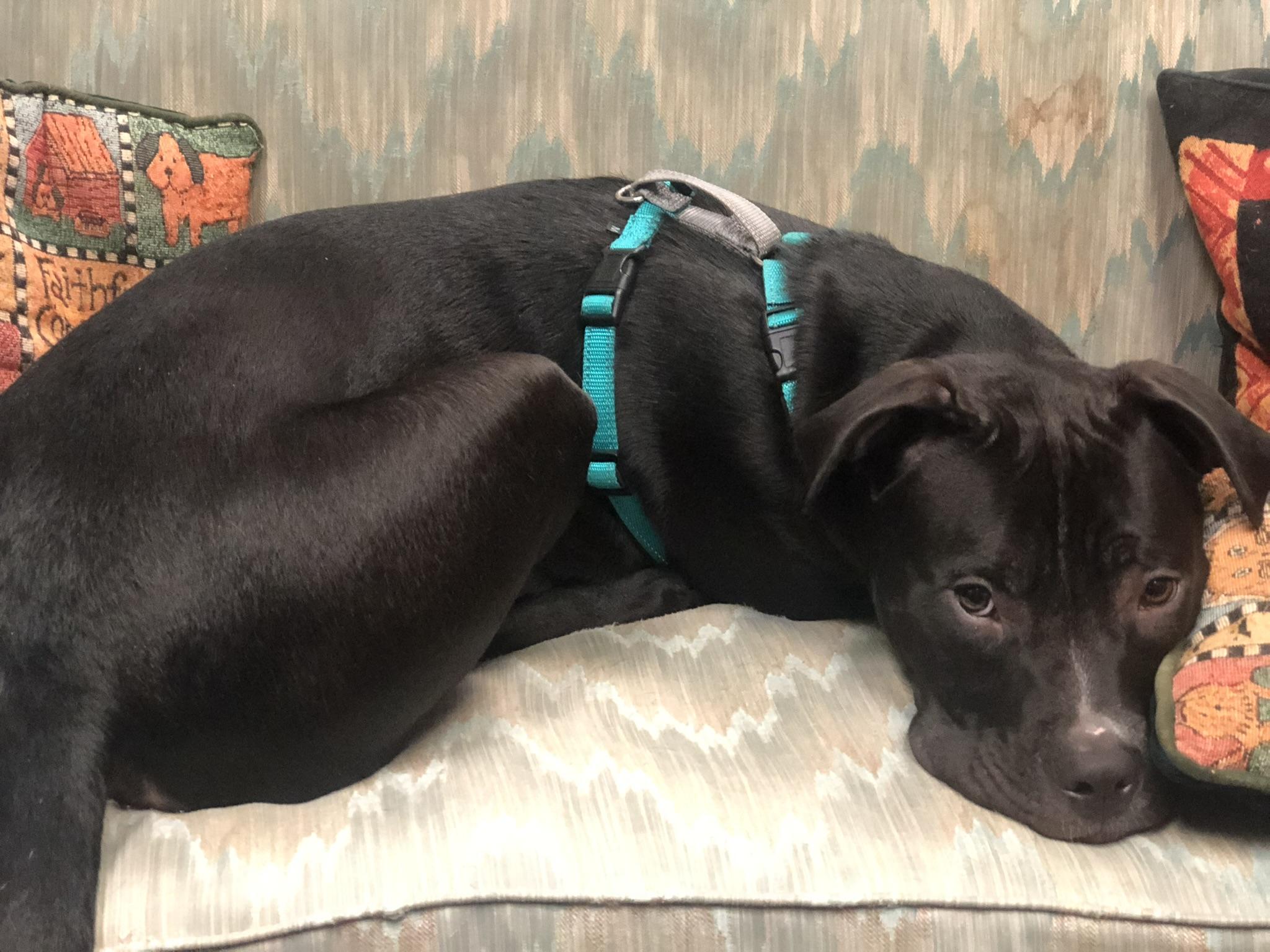 Murphy (in foster), a Adoptable mixed breed in Petersburg, VA image 4/6