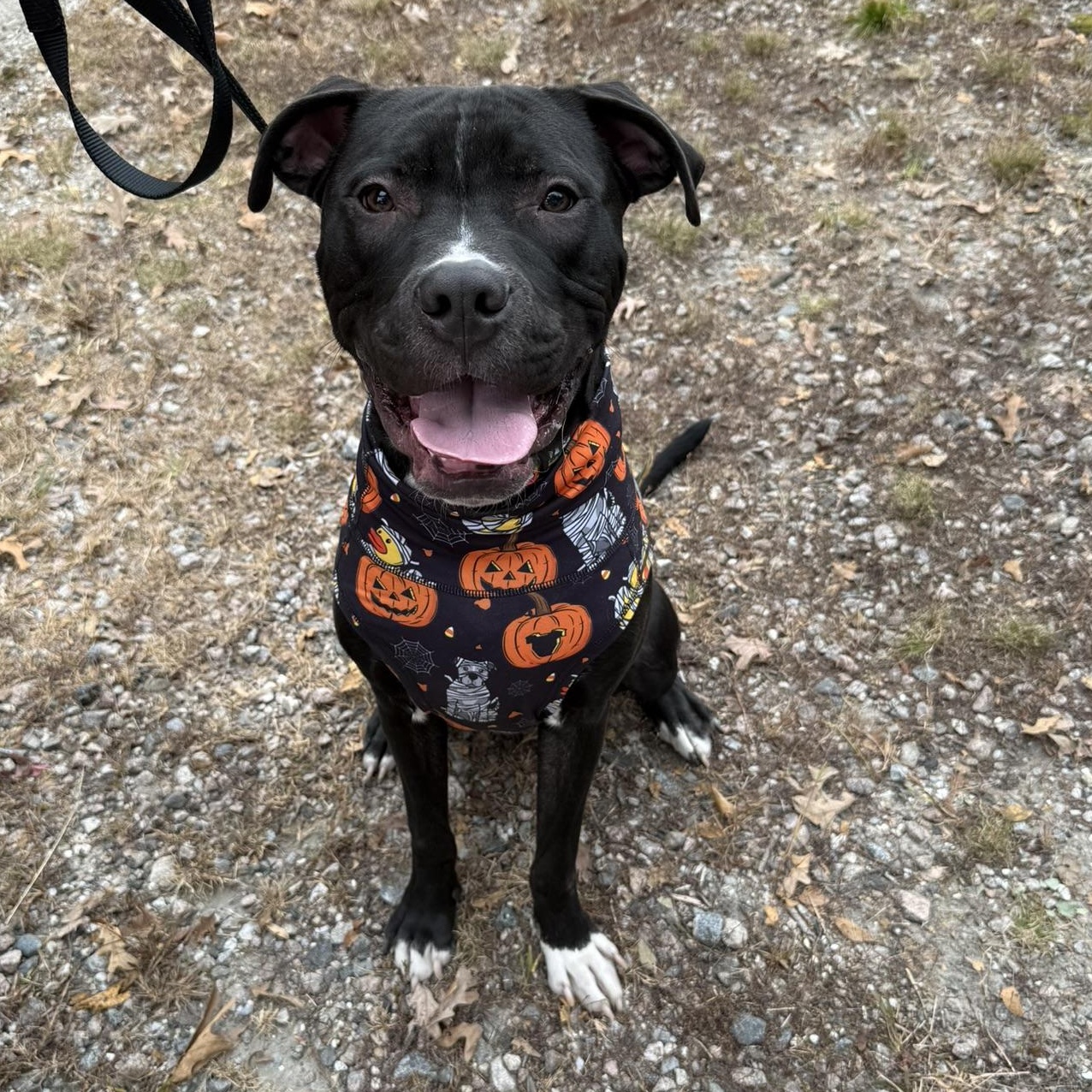 Murphy (in foster), a Adoptable mixed breed in Petersburg, VA image 5/6