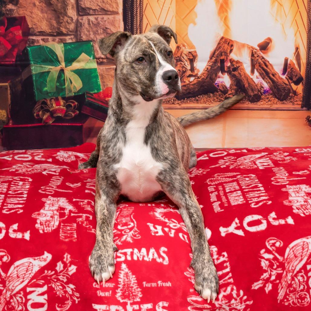 Gonzo, Adoptable, Adult Male Mixed Breed.