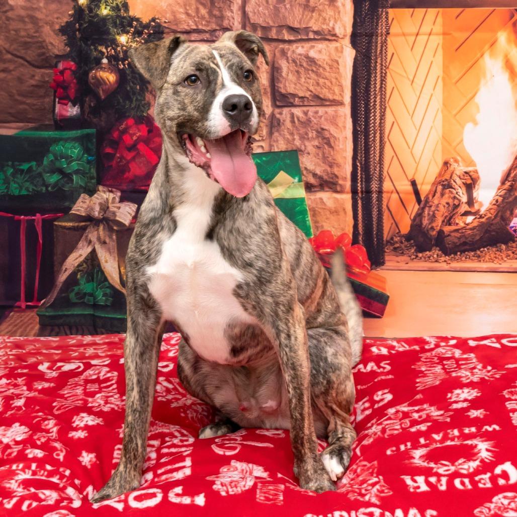 Enlarge Gonzo, a Adoptable Mixed Breed in Cartersville, GA image 2/2