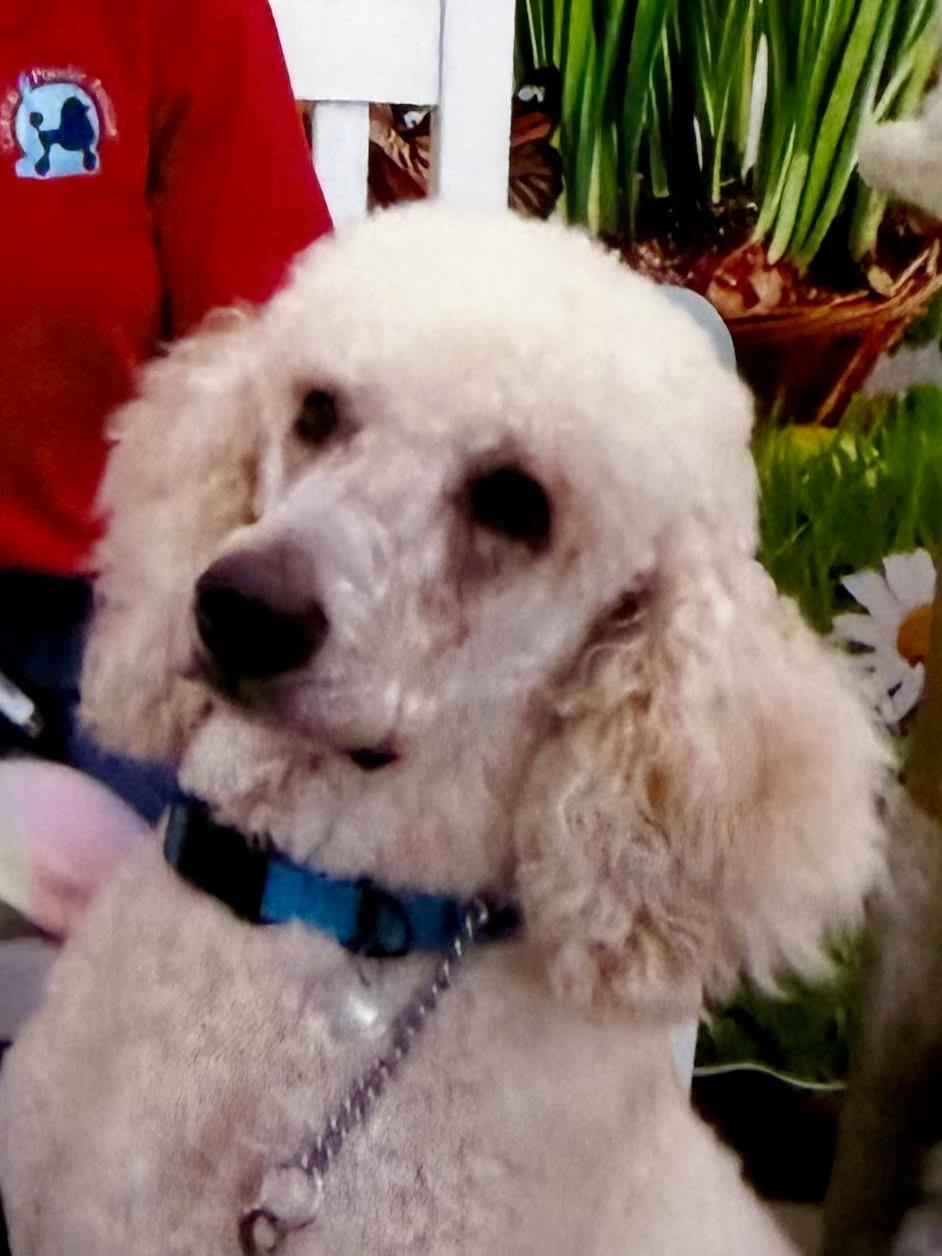 Leo, an adopted Standard Poodle in Melbourne, FL image 2/3