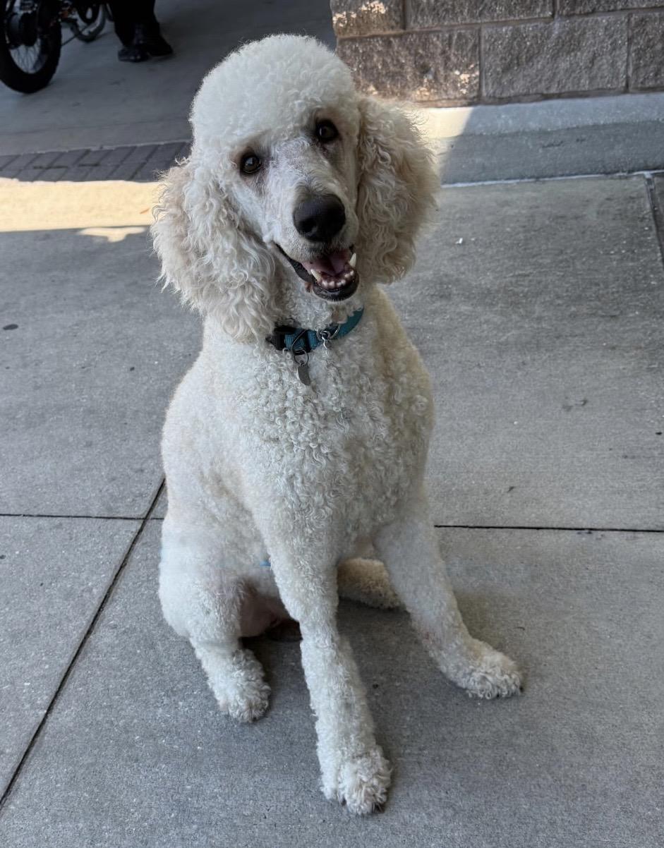 Leo, adopted, Adult Male Standard Poodle.