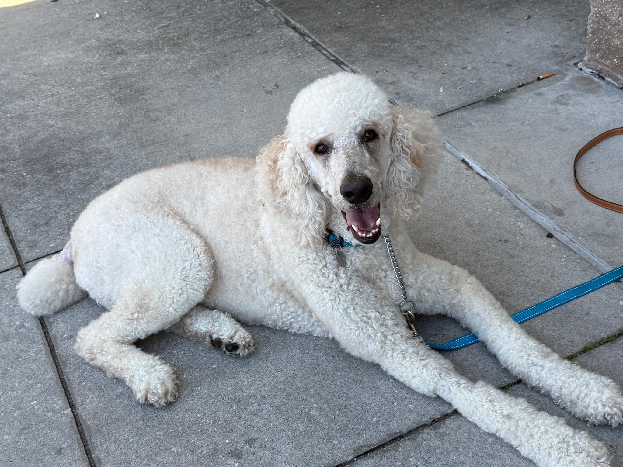 Leo, an adopted Standard Poodle in Melbourne, FL image 3/3