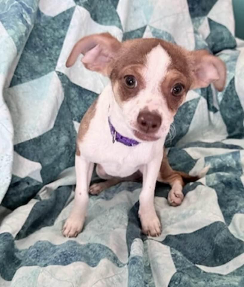 Enlarge Jewel, a ADOPTABLE mixed breed in Las Vegas, NV image 2/3