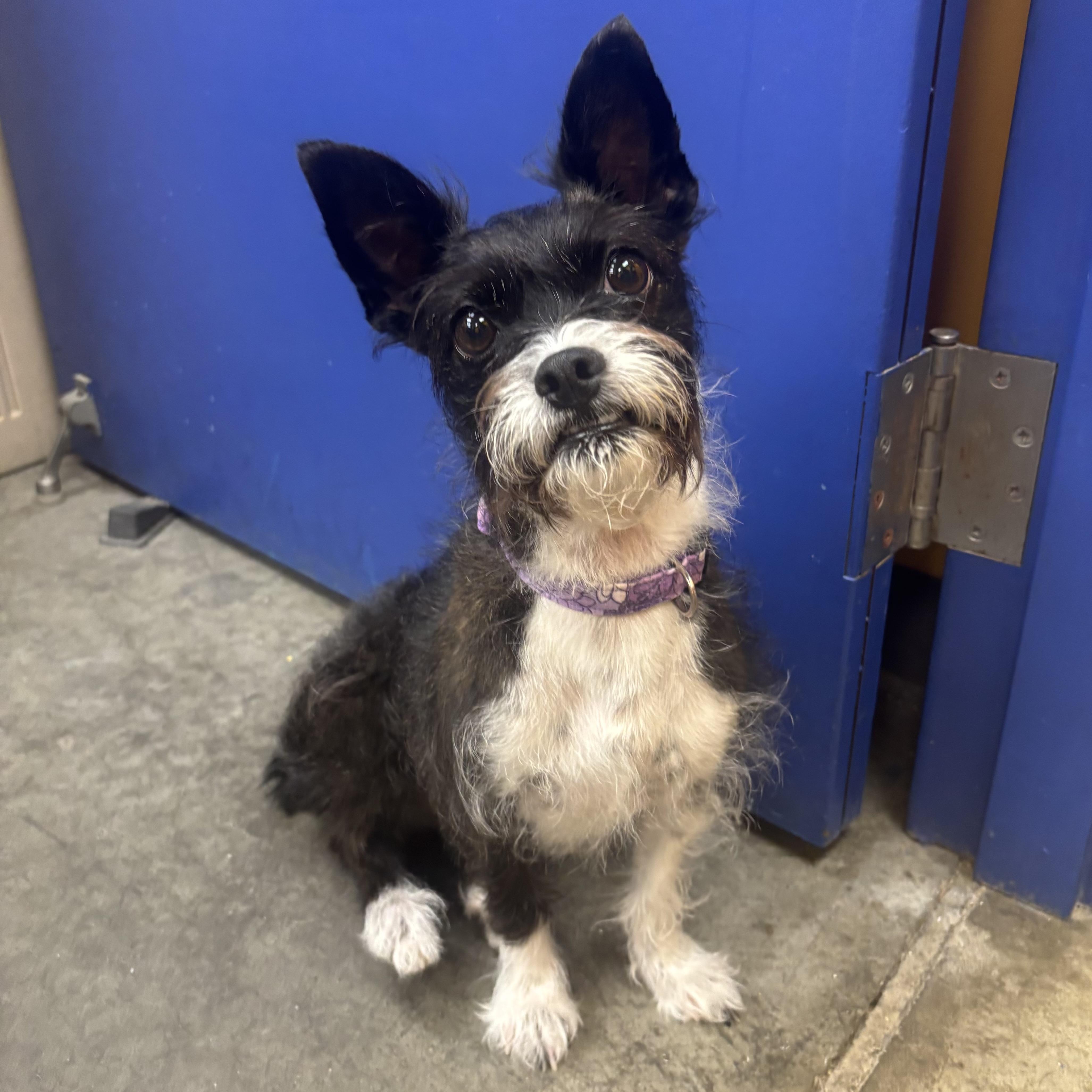 Jodi, an adopted mixed breed in Waynesburg, PA image 5/5