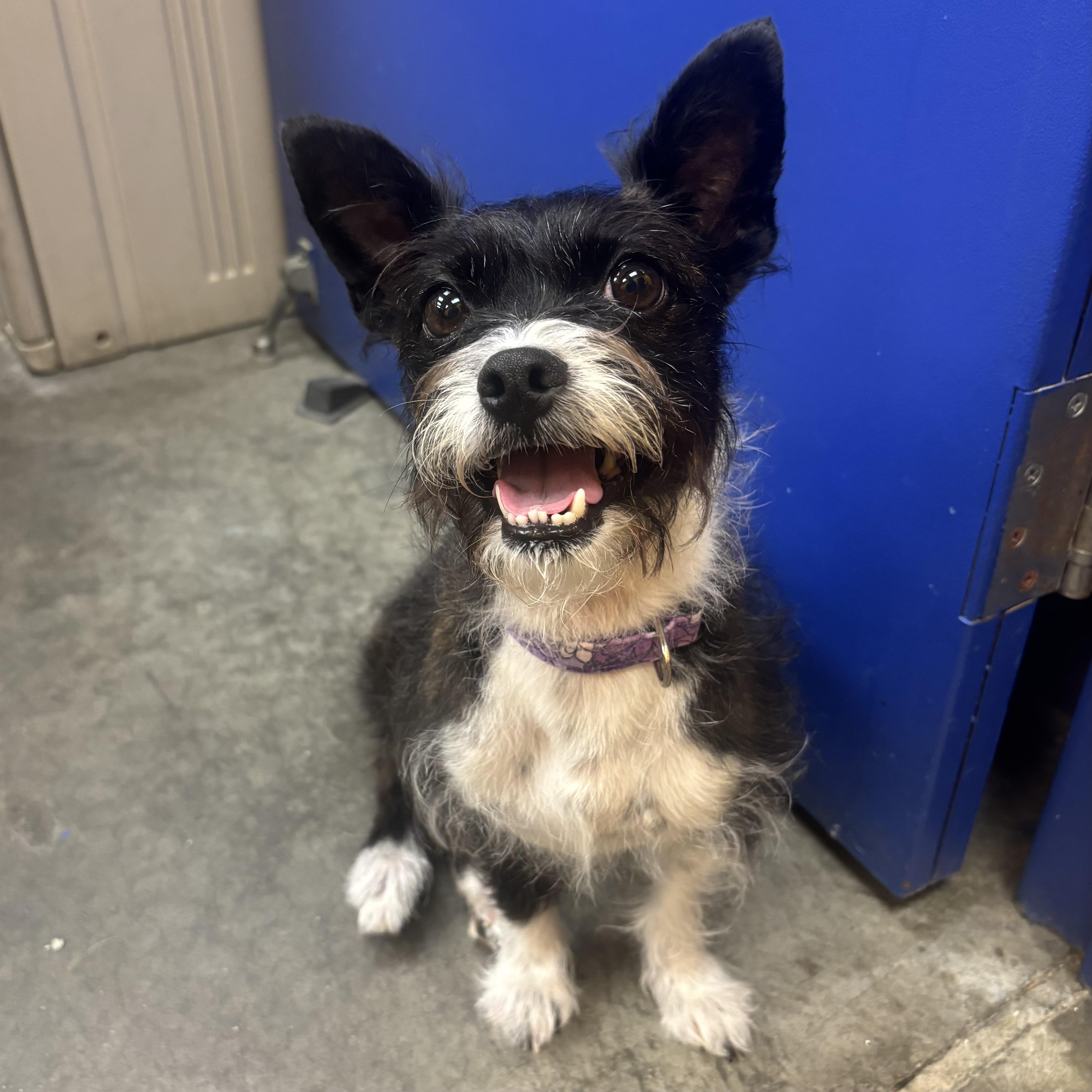 Jodi, an adopted mixed breed in Waynesburg, PA image 1/5