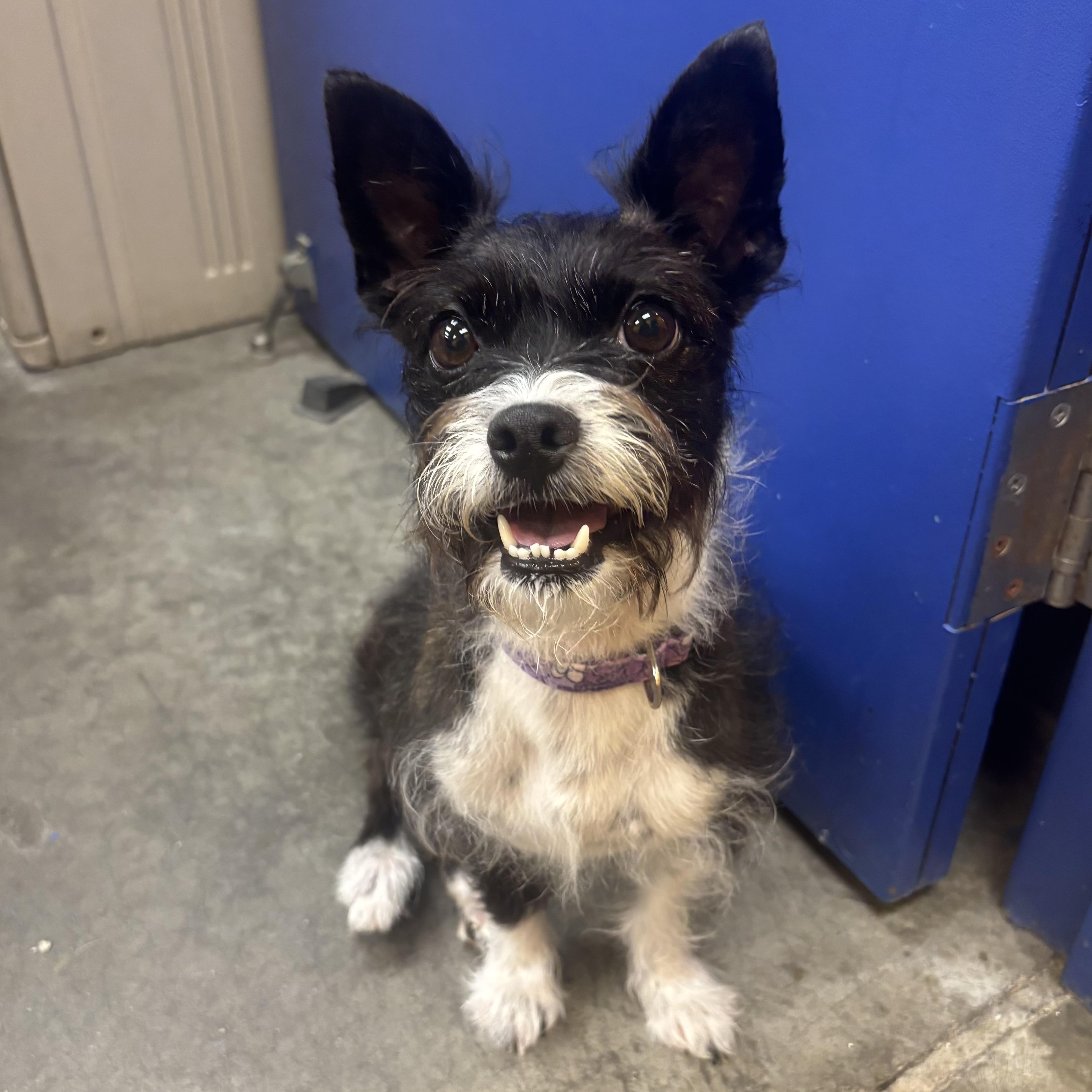 Jodi, an adopted mixed breed in Waynesburg, PA image 3/5