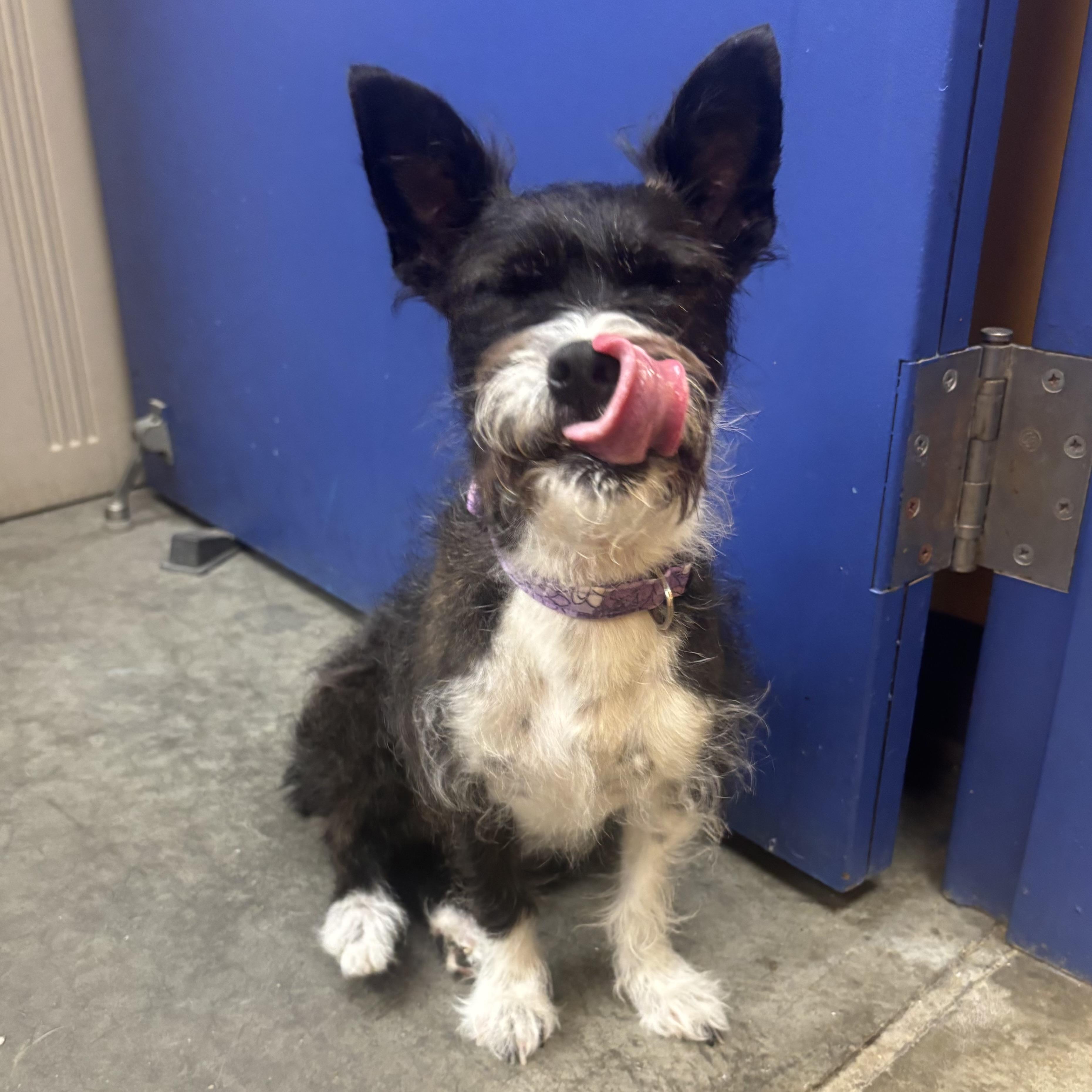 Jodi, an adopted mixed breed in Waynesburg, PA image 4/5